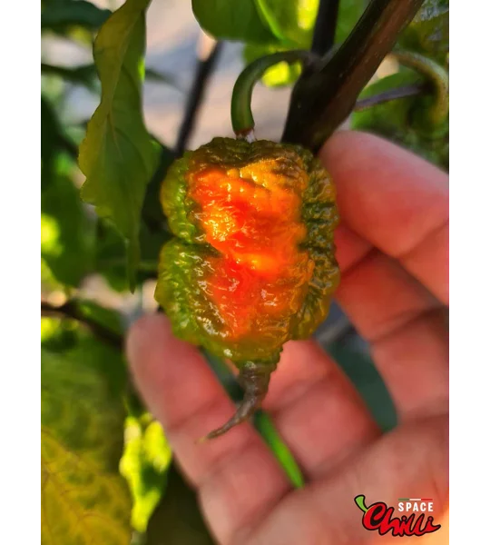 Malibu Red F4 (10+ Seeds)