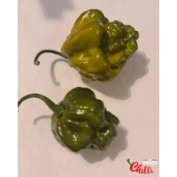 Malibu Mustard F4 (10+ Seeds) Malibu Mustard F4 (10+ Seeds)