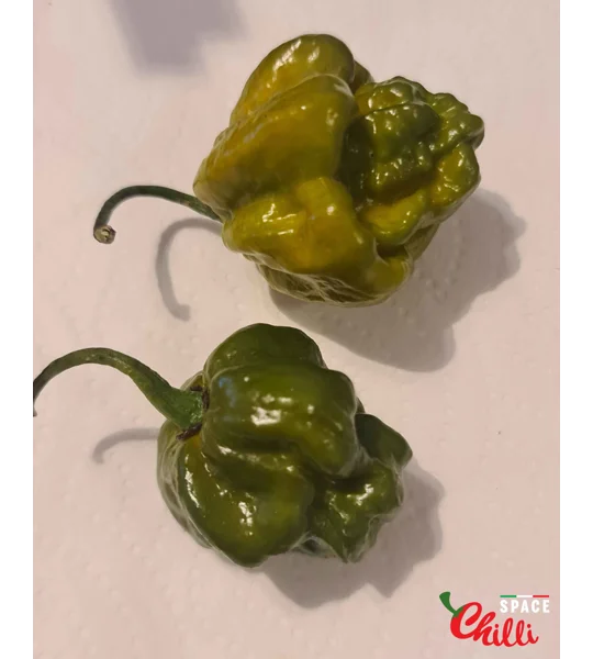 Malibu Mustard F4 (10+ Seeds)