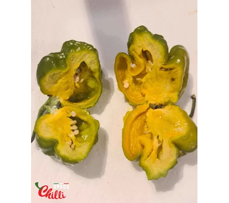 Malibu Mustard F4 (10+ Seeds)