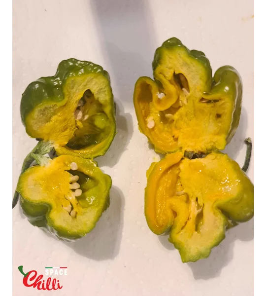 Malibu Mustard F4 (10+ Seeds)