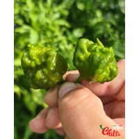 Malibu Mustard F4 (10+ Seeds) Malibu Mustard F4 (10+ Seeds)