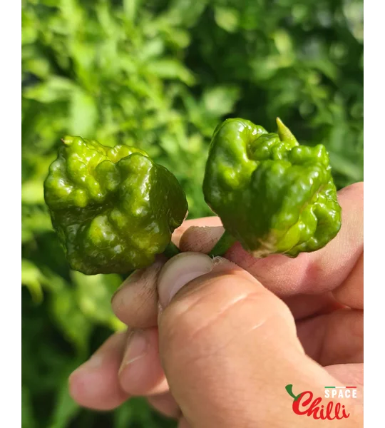 Malibu Mustard F4 (10+ Seeds)