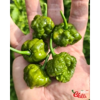 Malibu Mustard F4 (10+ Seeds) Malibu Mustard F4 (10+ Seeds)