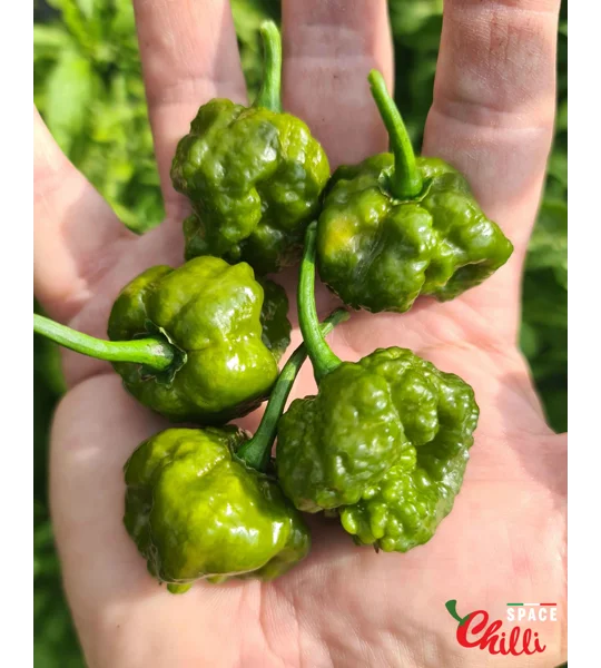 Malibu Mustard F4 (10+ Seeds)