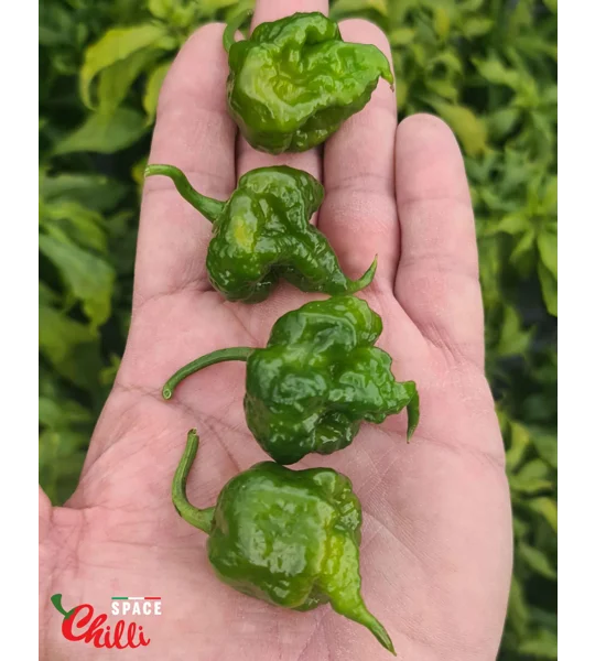 Malibu Mustard F4 (10+ Seeds)