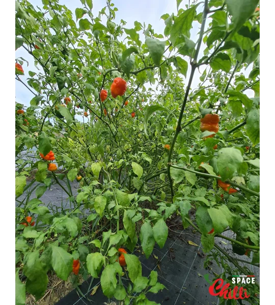 Malibu Red F4 (10+ Seeds)