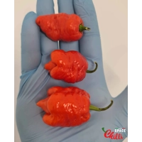 Malibu Red F4 (10+ Seeds) Malibu Red F4 (10+ Seeds)