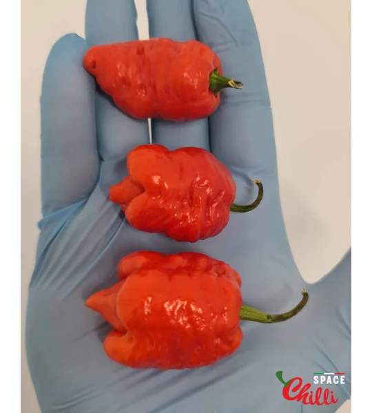Malibu Red F4 (10+ Seeds)