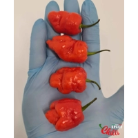 Malibu Red F4 (10+ Seeds) Malibu Red F4 (10+ Seeds)