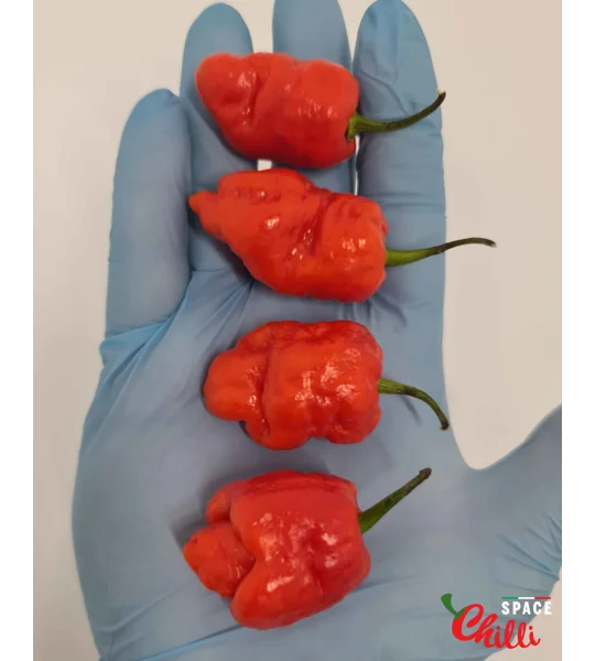 Malibu Red F4 (10+ Seeds)