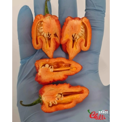 Malibu Red F4 (10+ Seeds) Malibu Red F4 (10+ Seeds)
