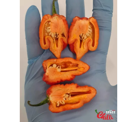 Malibu Red F4 (10+ Seeds)