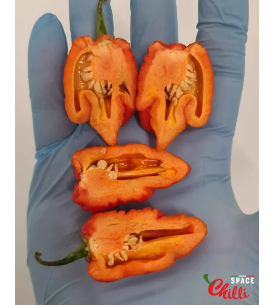 Malibu Red F4 (10+ Seeds)