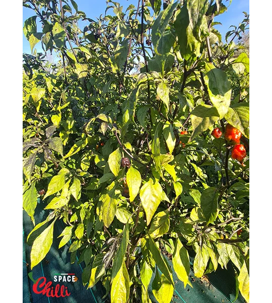 Malibu Red F4 (10+ Seeds)