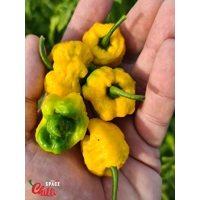 Malibu Yellow F4 (10+ Seeds) Malibu Yellow F4 (10+ Seeds)