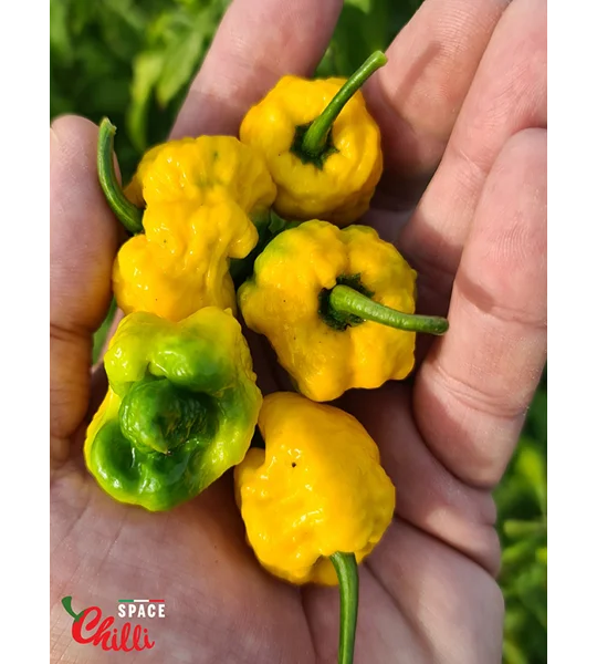 Malibu Yellow F4 (10+ Seeds)