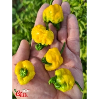 Malibu Yellow F4 (10+ Seeds) Malibu Yellow F4 (10+ Seeds)