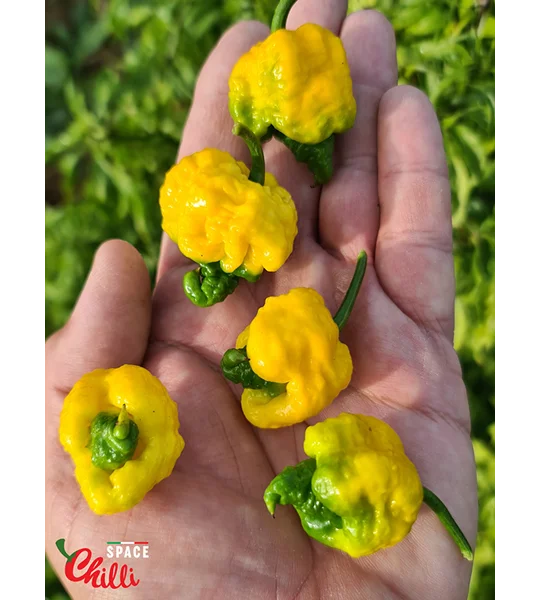 Malibu Yellow F4 (10+ Seeds)