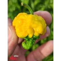 Malibu Yellow F4 (10+ Seeds) Malibu Yellow F4 (10+ Seeds)