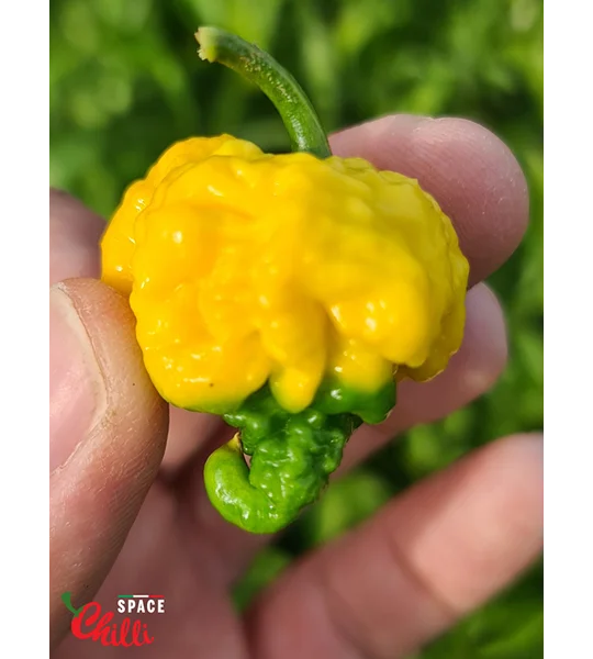 Malibu Yellow F4 (10+ Seeds)