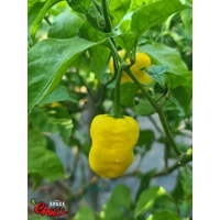 Malibu Yellow F4 (10+ Seeds) Malibu Yellow F4 (10+ Seeds)