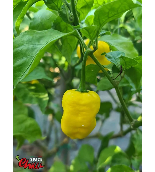 Malibu Yellow F4 (10+ Seeds)