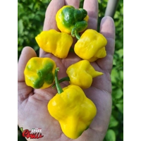 Malibu Yellow F4 (10+ Seeds) Malibu Yellow F4 (10+ Seeds)