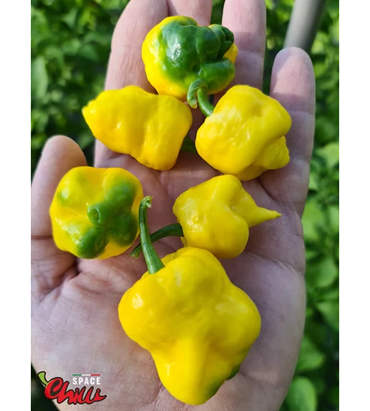 Malibu Yellow F4 (10+ Seeds)