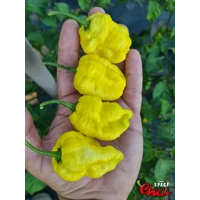 Malibu Yellow F4 (10+ Seeds) Malibu Yellow F4 (10+ Seeds)