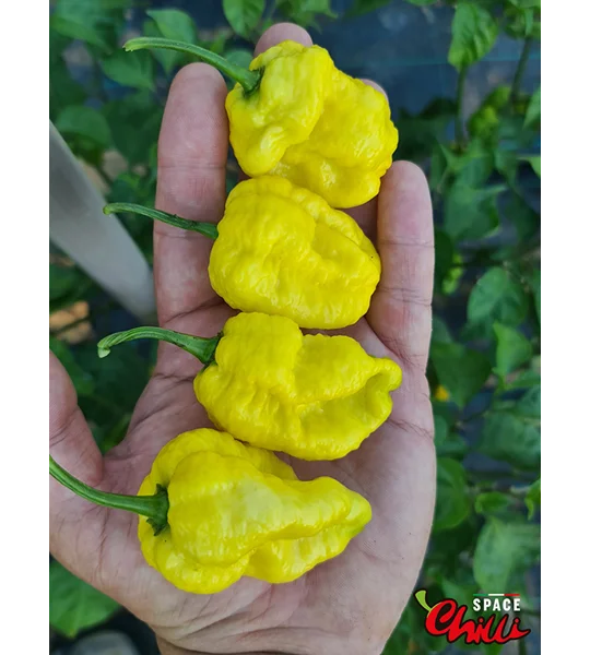 Malibu Yellow F4 (10+ Seeds)