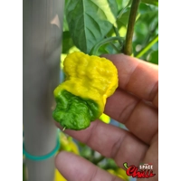 Malibu Yellow F4 (10+ Seeds) Malibu Yellow F4 (10+ Seeds)