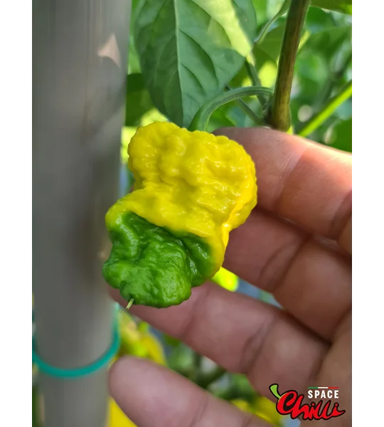 Malibu Yellow F4 (10+ Seeds)