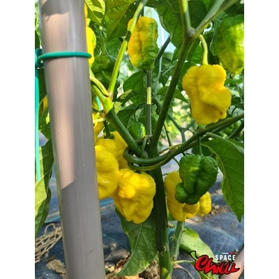 Malibu Yellow F4 (10+ Seeds) Malibu Yellow F4 (10+ Seeds)