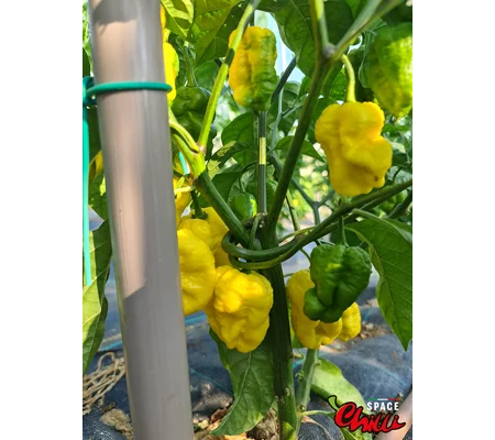 Malibu Yellow F4 (10+ Seeds)