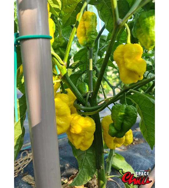 Malibu Yellow F4 (10+ Seeds)