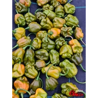 Moruga Green Senape (10+ Seeds) Moruga Green Senape (10+ Seeds)