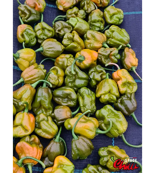 Moruga Green Senape (10+ Seeds)