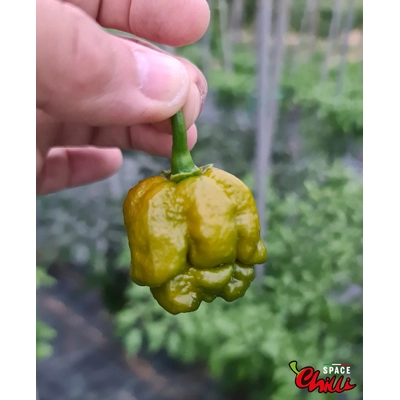Moruga Green Senape (10+ Seeds) Moruga Green Senape (10+ Seeds)