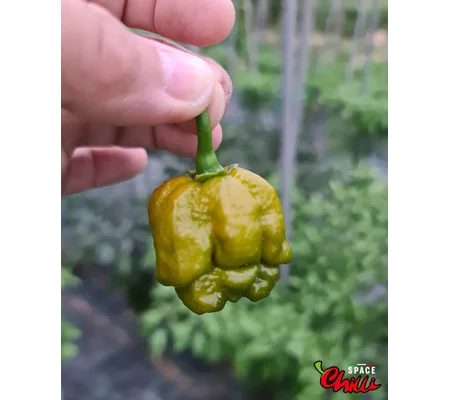 Moruga Green Senape (10+ Seeds)