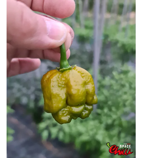 Moruga Green Senape (10+ Seeds)
