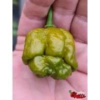 Moruga Green Senape (10+ Seeds) Moruga Green Senape (10+ Seeds)