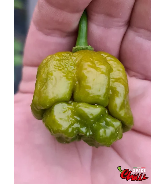 Moruga Green Senape (10+ Seeds)