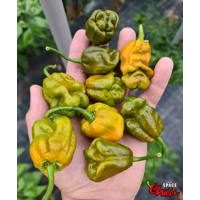 Moruga Green Senape (10+ Seeds) Moruga Green Senape (10+ Seeds)