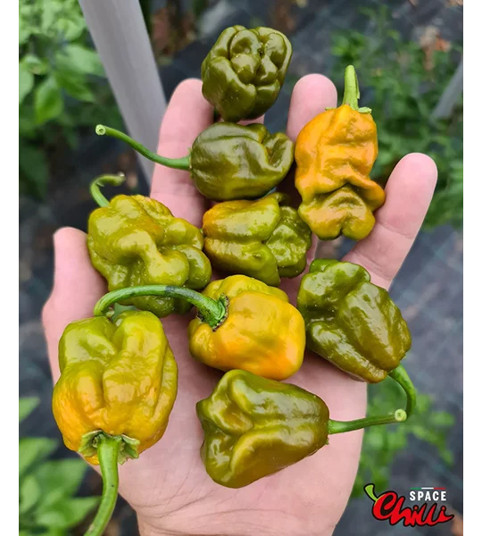 Moruga Green Senape (10+ Seeds)