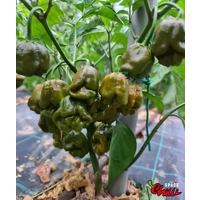 Moruga Green Senape (10+ Seeds) Moruga Green Senape (10+ Seeds)