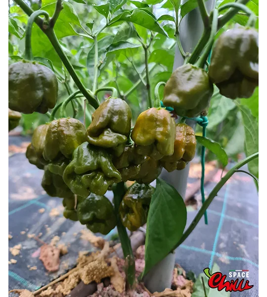 Moruga Green Senape (10+ Seeds)