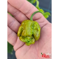 Moruga Green Senape (10+ Seeds) Moruga Green Senape (10+ Seeds)