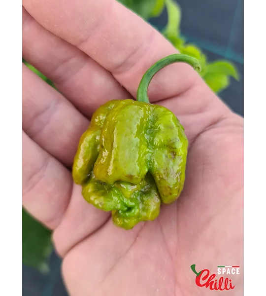Moruga Green Senape (10+ Seeds)