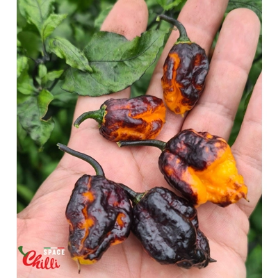 Moruga Shark F2 (10+ Seeds) Moruga Shark F2 (10+ Seeds)